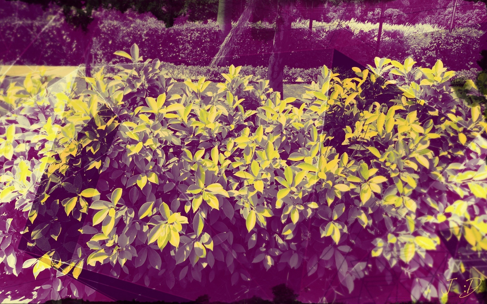 vintage flor hoja flora jardín naturaleza crecimiento temporada floral color brillante decoración pétalo verano escritorio parque bluming otoño hermoso botánico