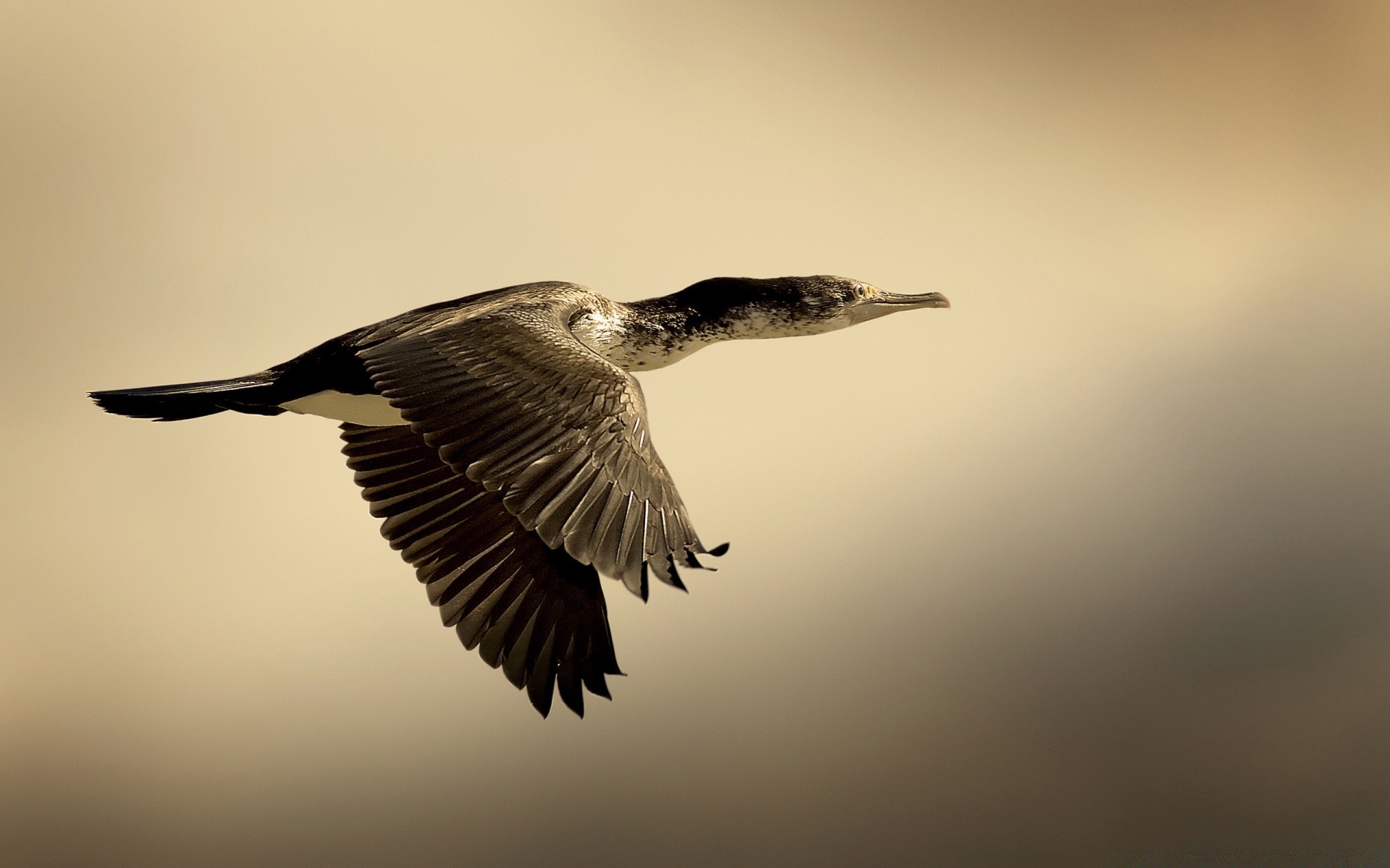 vintage bird wildlife nature outdoors animal