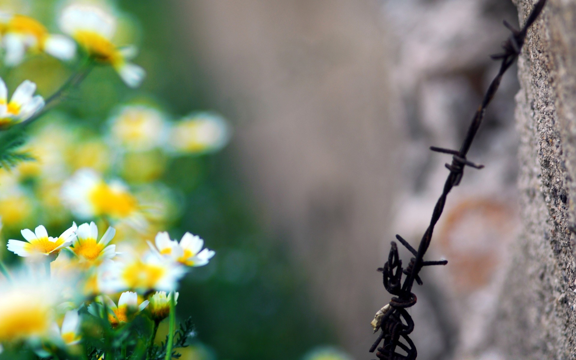 vintage çiçek doğa yaprak flora açık havada böcek yaz bahçe büyüme dof bulanıklık güzel hava