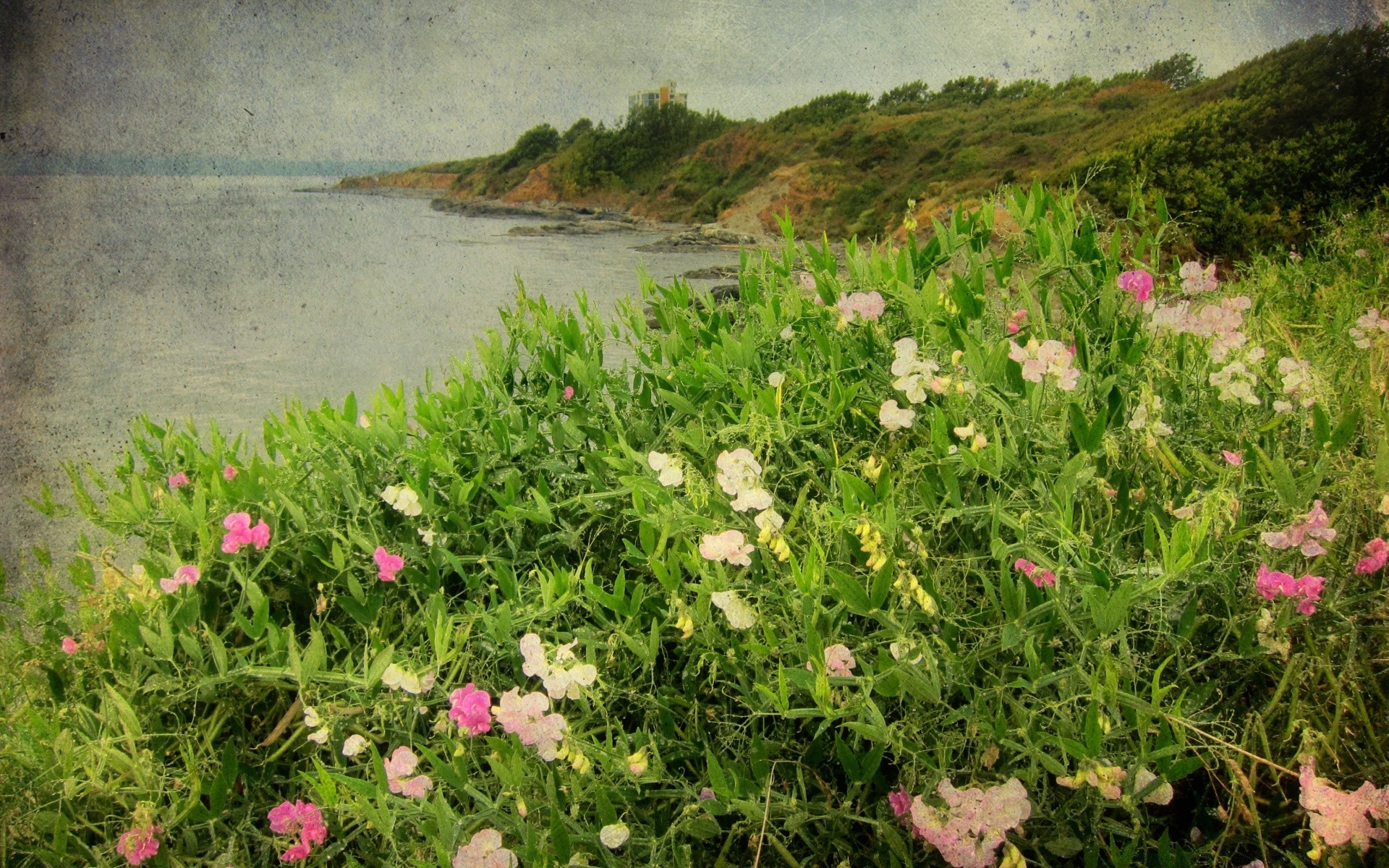 vintage çiçek yaz flora doğa alan bahçe manzara çimen saman çiçeklenme yaprak parlak çiçek renk güzel hava güneş güneşli büyüme sahne