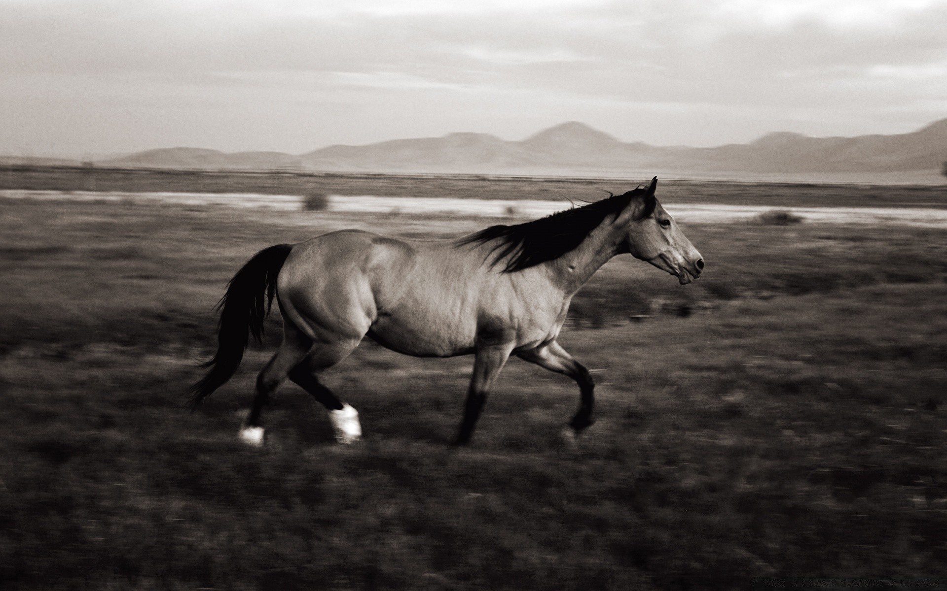 jahrgang kavallerie säugetier mare pferd monochrom tier pferdezucht hengst pony bauernhof pferd landschaft sitzen feld mustang lebende tiere ein