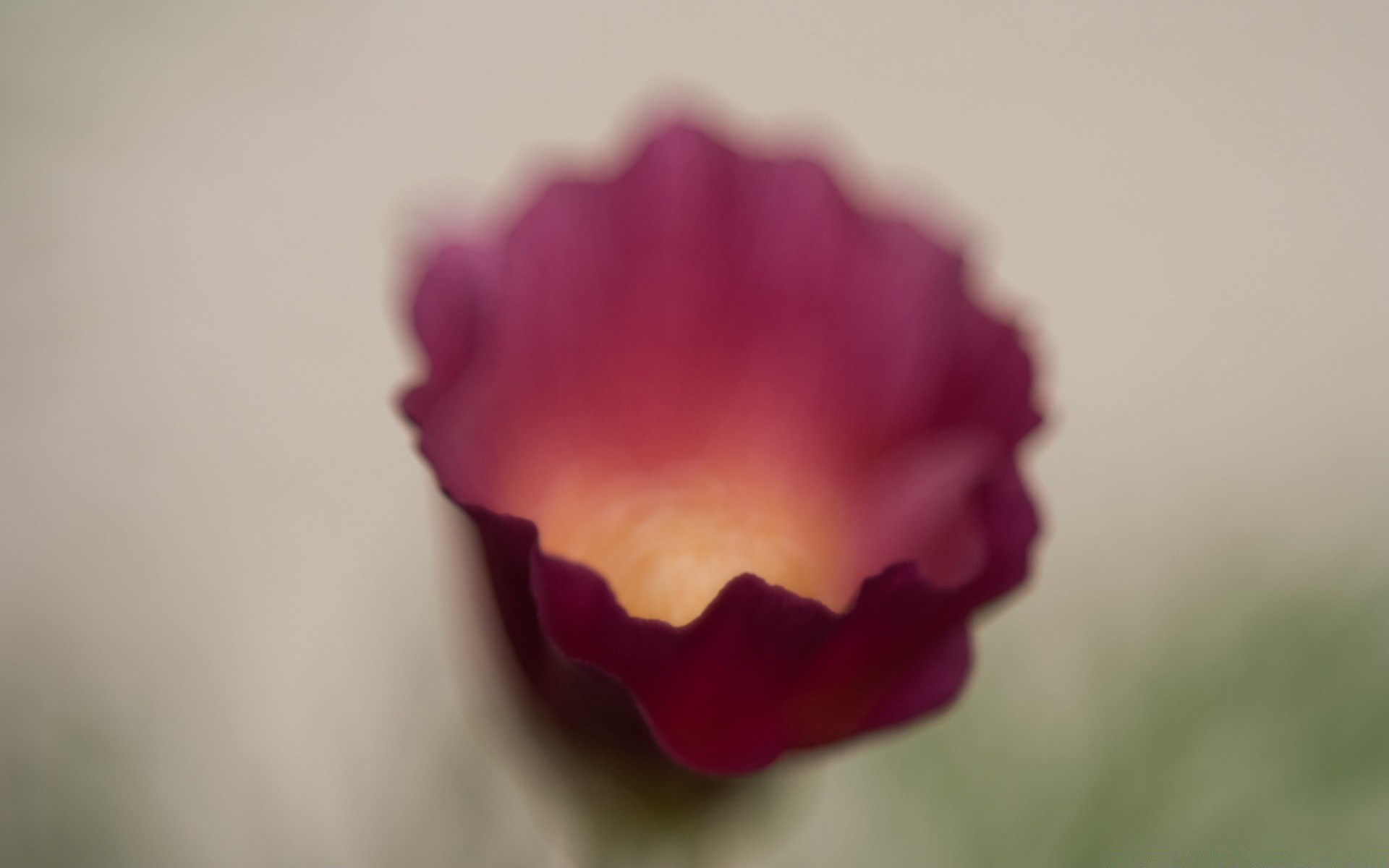 vintage flower blur nature love still life summer rose tulip romance petal delicate bright color wedding