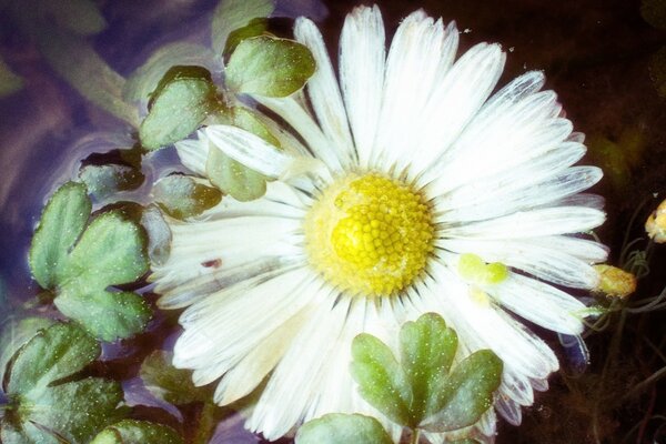 Very beautiful garden chamomile