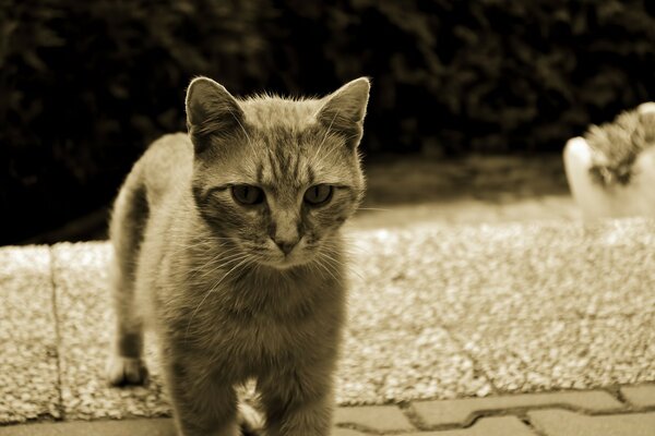 Beau chat gris dans le style Vintage