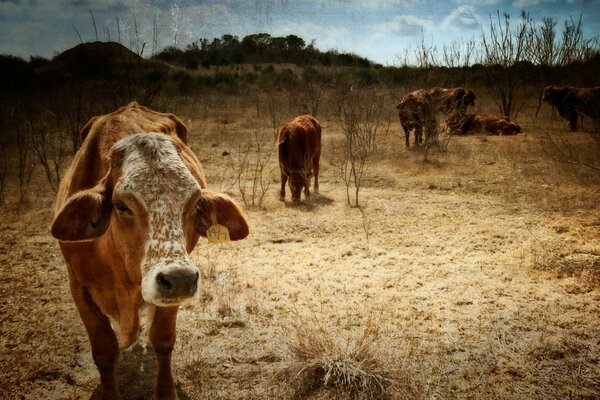 A estepe onde as vacas vermelhas pastam