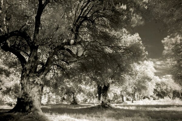 Paesaggio monocromatico della foresta in stile vintage