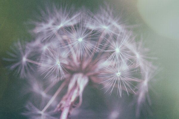 Fluffy dandelion in pink tones