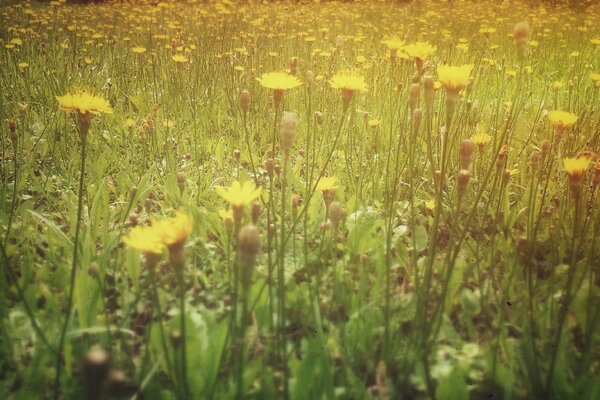 Blühende Pflanzen auf einer Sommerlichtung