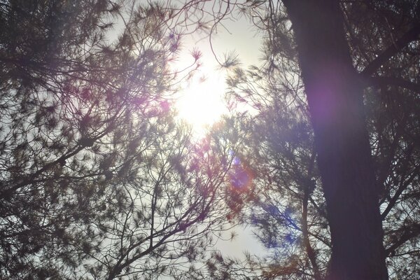 A fragment from the film. Pine trees in winter