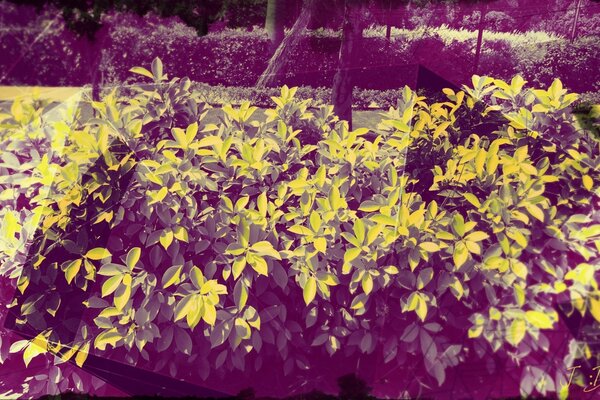 Flower seedlings. Autumn has come