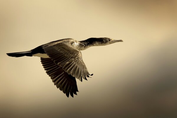 Uccello in bilico all Aperto in natura