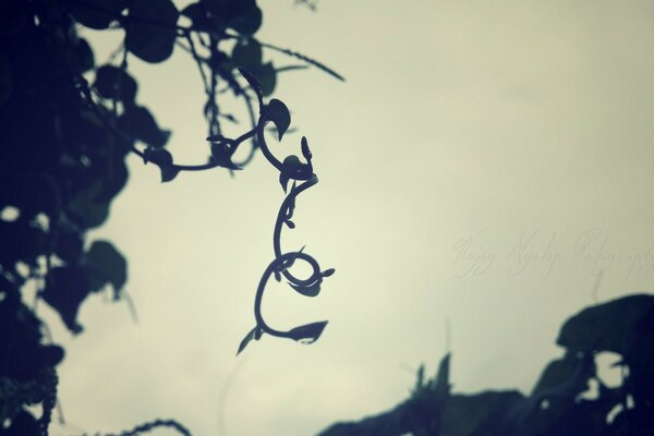 Silhouette of a plant outdoors