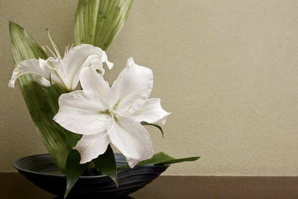 Pratos de flores no peitoril da janela na mesa