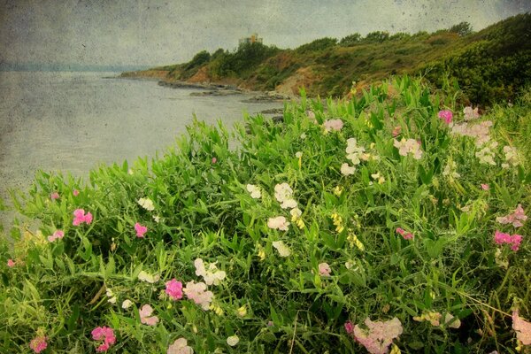 Image Vintage d une clairière d été avec des fleurs