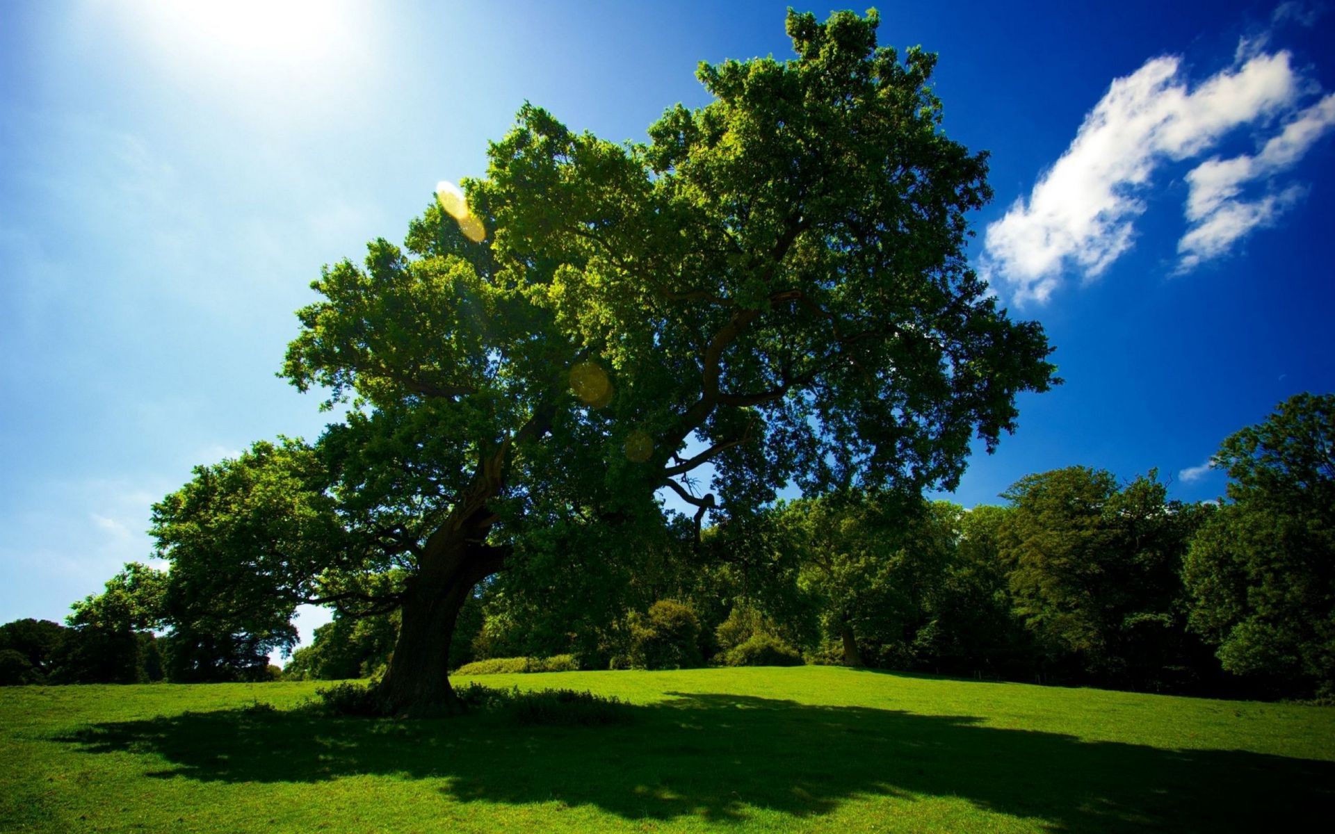 trees tree landscape grass nature outdoors summer fair weather countryside leaf rural sky daylight park wood lush idyllic hayfield scenic sun