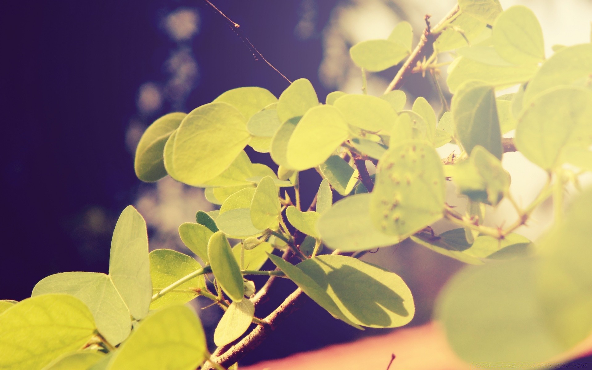 vintage leaf nature flora branch color desktop close-up bright tree beautiful flower garden summer season floral growth outdoors blur light