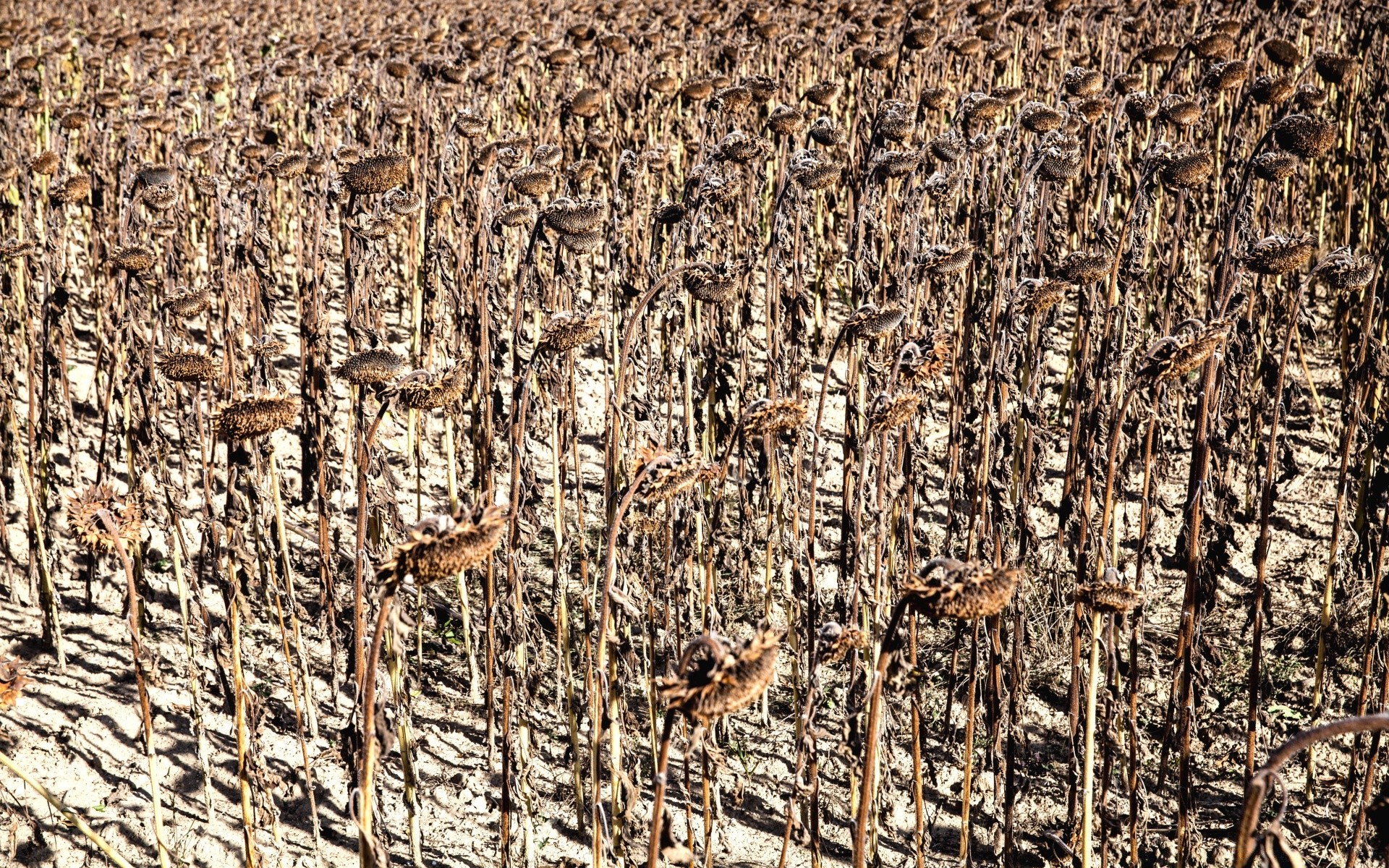 vintage modè le industrie nature bureau tissu texture sec gros plan agriculture rugueux récolte alimentaire vieux partie graines bois résumé