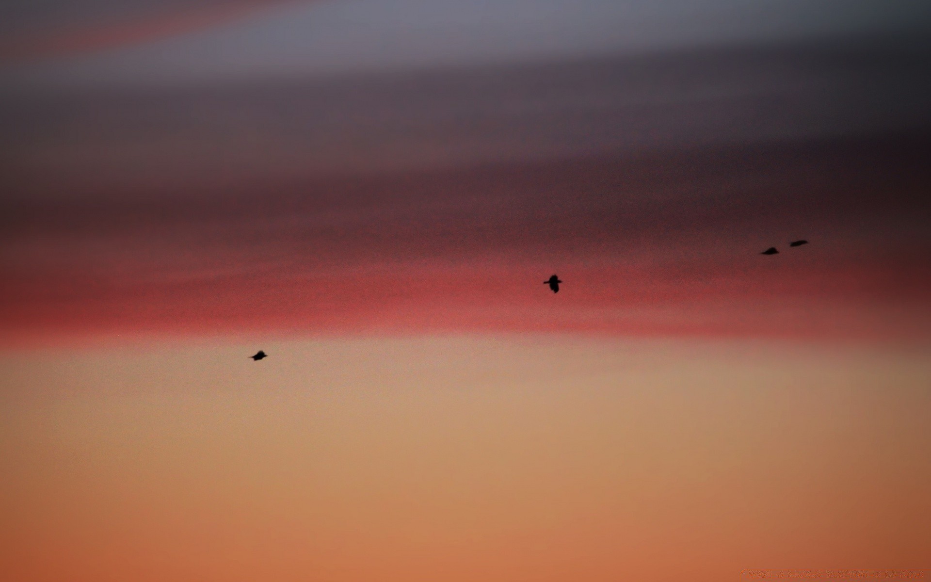 vintage coucher de soleil ciel rétro-éclairé paysage soirée aube plage silhouette soleil lumière du jour crépuscule mer avion brouillard oiseau lumière à l extérieur action avion