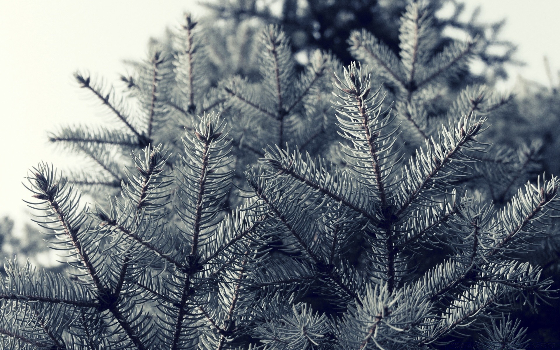 vintage winter christmas pine tree spruce decoration evergreen fir needle frost desktop season snow branch coniferous close-up conifer glisten nature