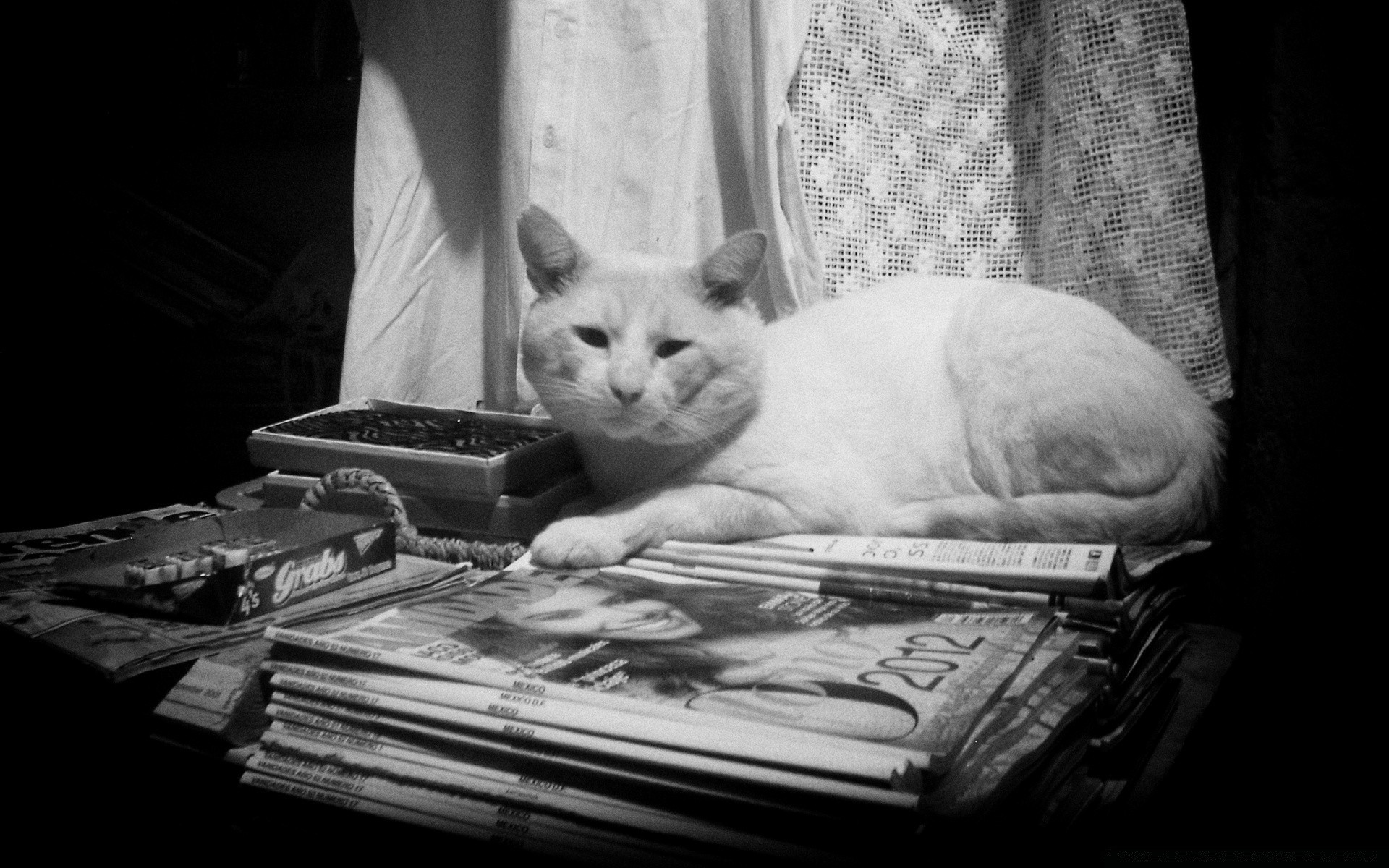 vintage one cat portrait monochrome street sleep mammal