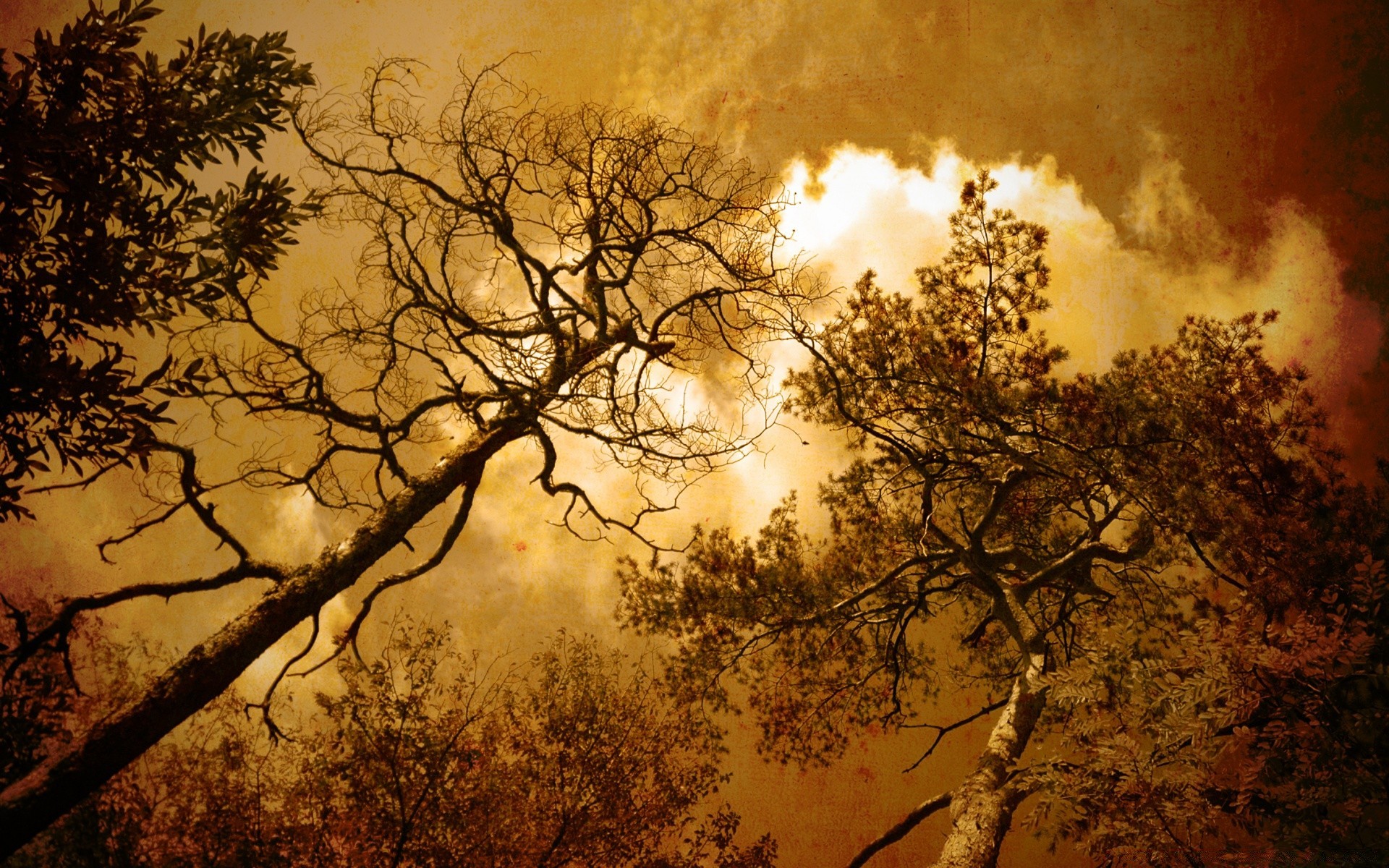 vintage tree dawn landscape fall sun nature wood sunset branch gold leaf fair weather bright desktop silhouette fog weather sky outdoors