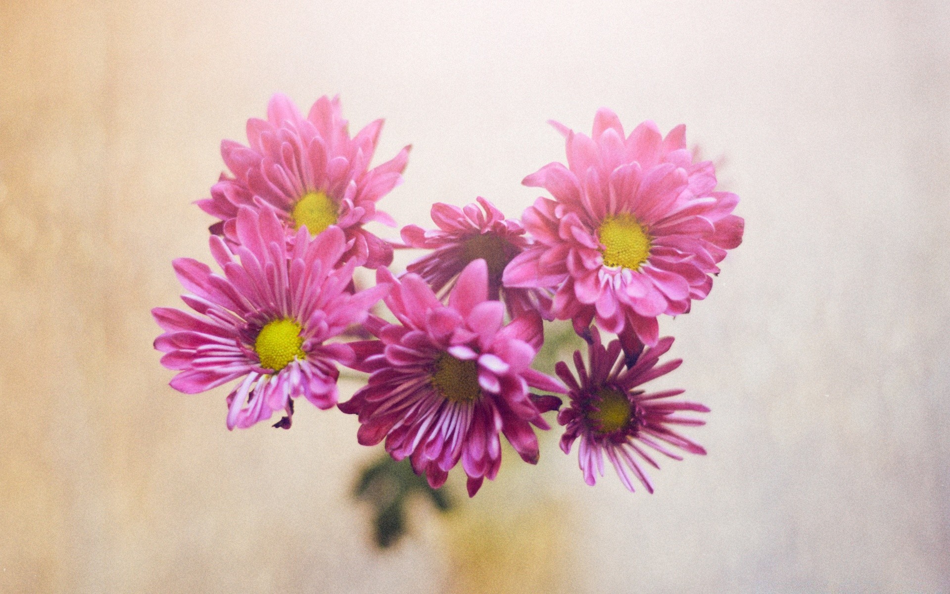 vintage çiçek doğa flora petal çiçek yaz çiçek açan güzel renk parlak bahçe masaüstü yaprak