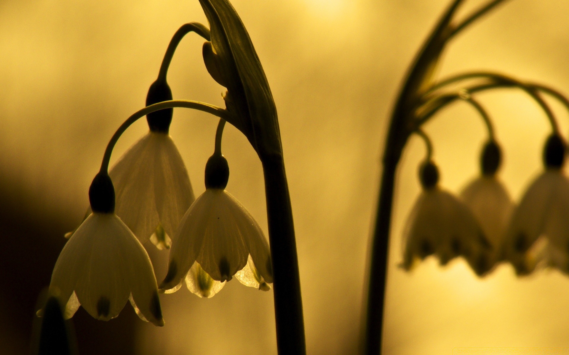 vintage monocromático borrada flor ainda vida inverno luz folha páscoa sépia neve arte madeira amor tulipa