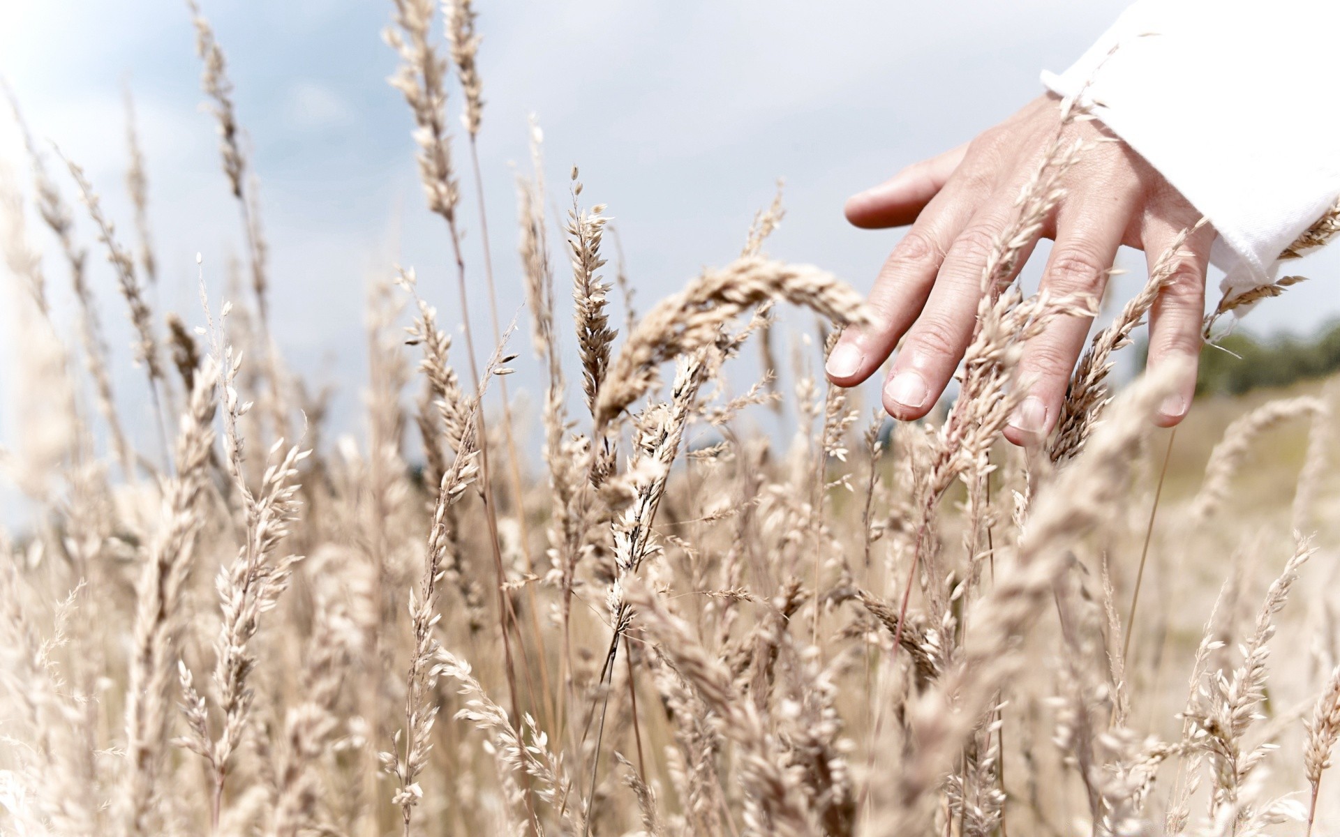 vintage nature wheat rural field summer grass fair weather outdoors cereal sun pasture countryside growth farm straw sky corn bread dry