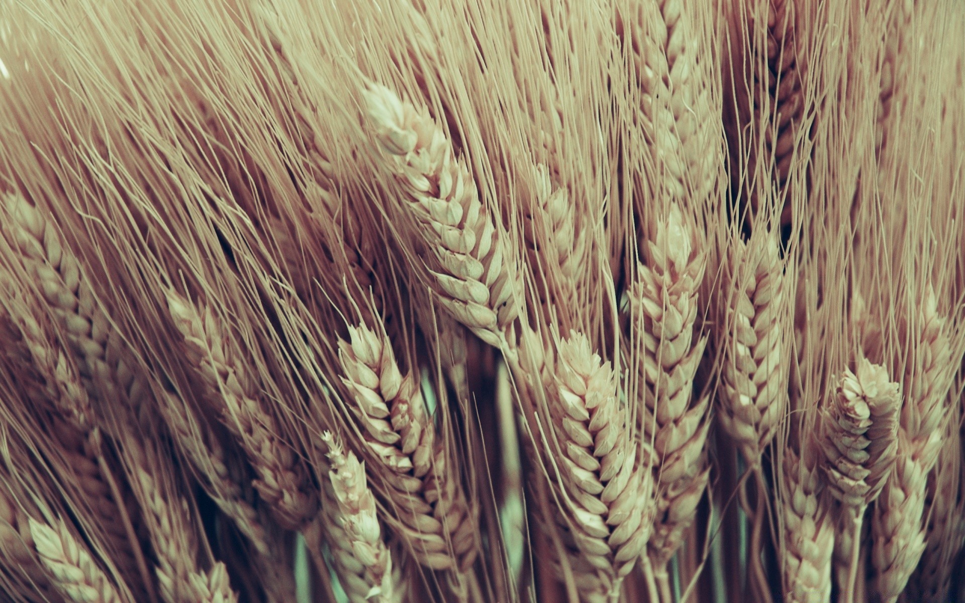 vintage blé céréales pain récolte paille seigle pâturage orge maïs agriculture or rural ferme graines pic farine champ nature gros plan bureau