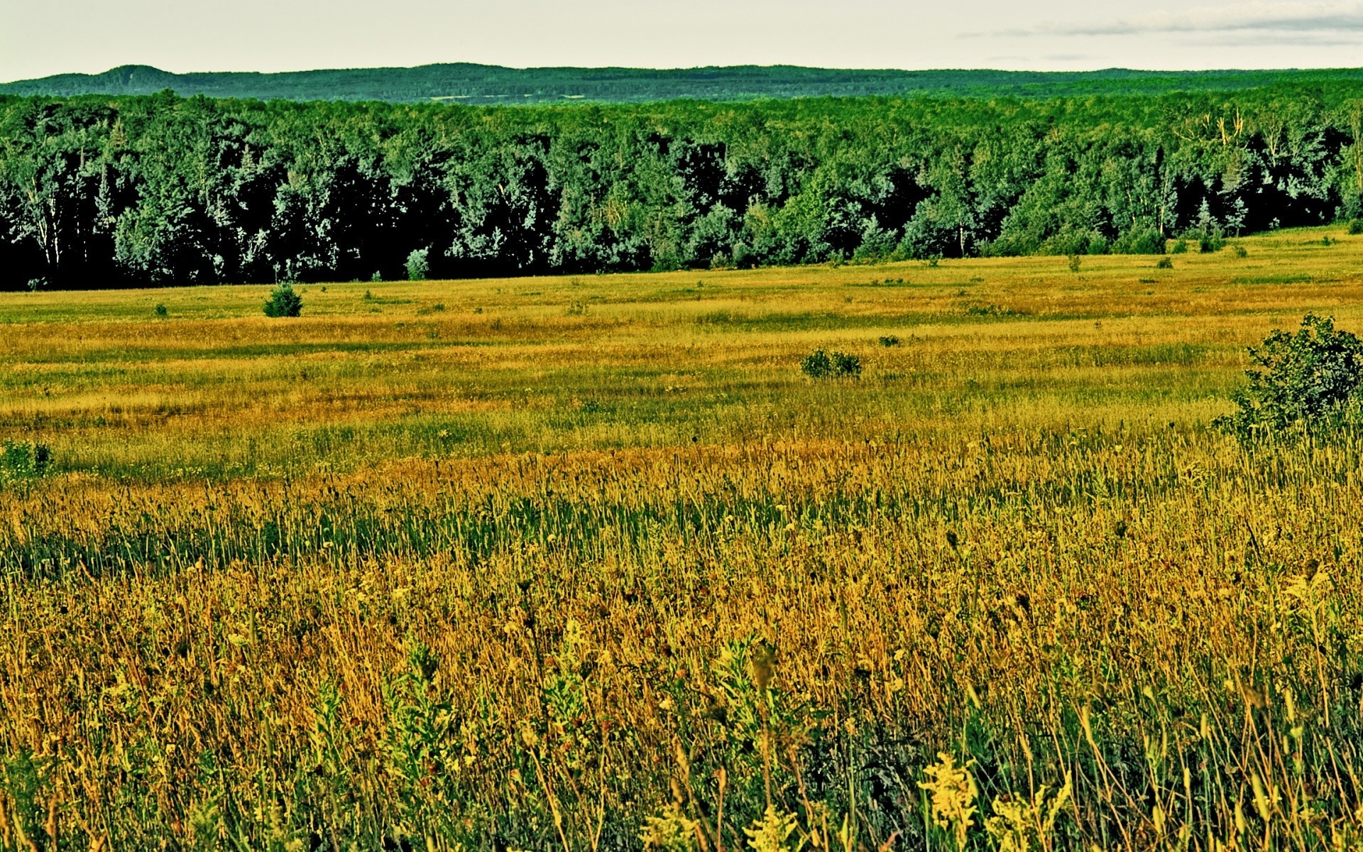 vintage paisagem campo agricultura rural fazenda feno natureza verão país campo flora grama ao ar livre temporada céu colheita crescimento cênica pasto