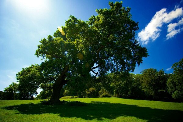 Un viejo árbol grande en un campo verde