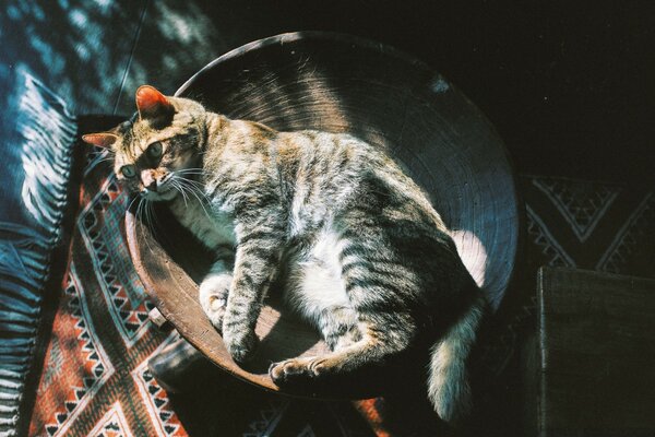 Coole Bilder mit Katzen vintage