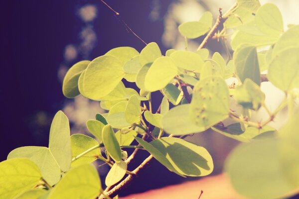 नीले रंग की पृष्ठभूमि पर युवा हरे पत्ते