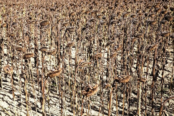 Vintage photo of ripe sunflowers ready for harvesting