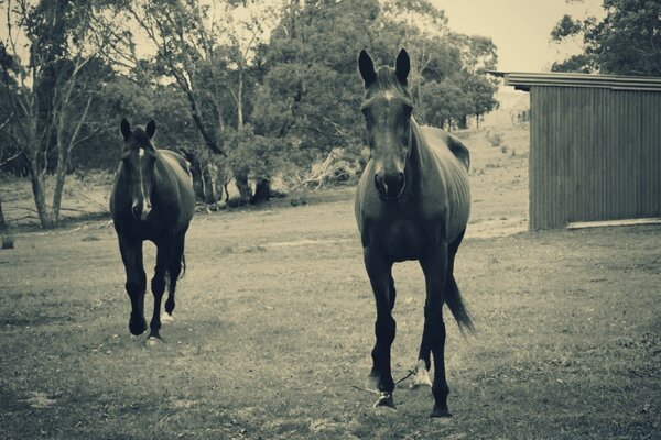 Foto em preto e branco com cavalos