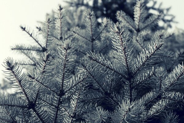 Branches de pin en hiver à Noël