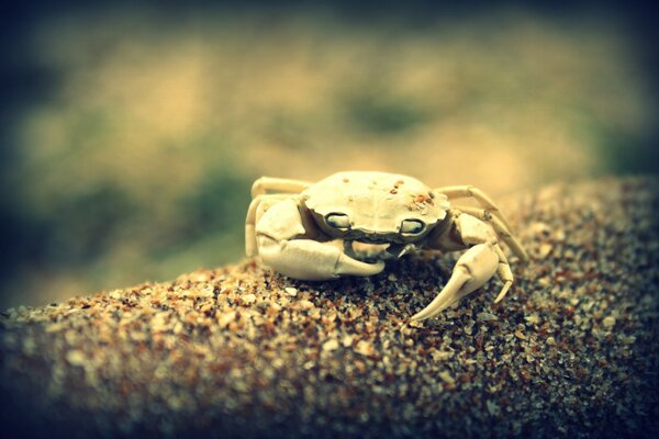 A photo of a crab in the sand in the approximation