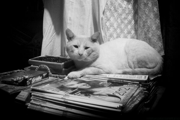 Kedi masaüstü siyah ve beyaz fotoğraf