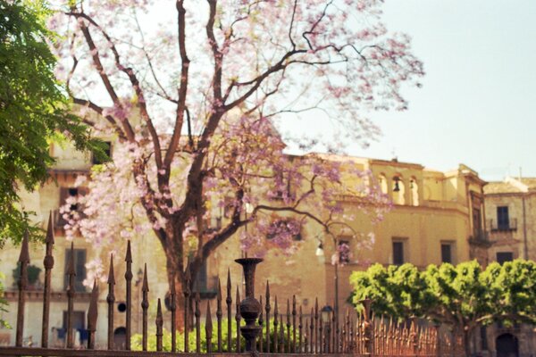 Árbol en flor, foto antigua, hermoso edificio