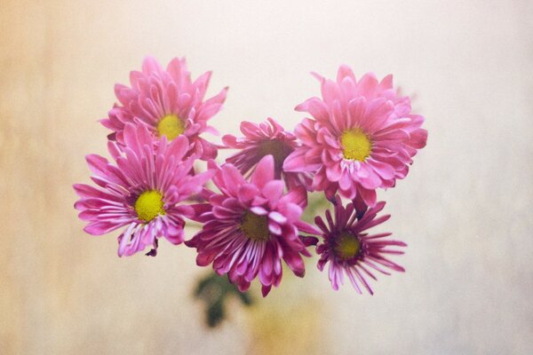 Pink oak flowers in a bouquet