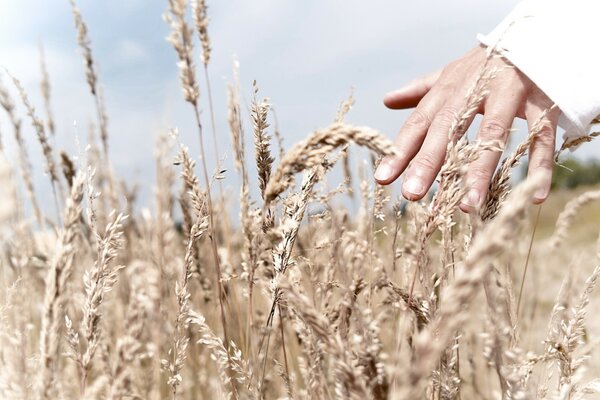 Nature hand rye sun wheat