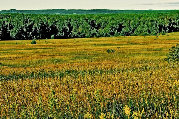 Feld mit gelben Blüten