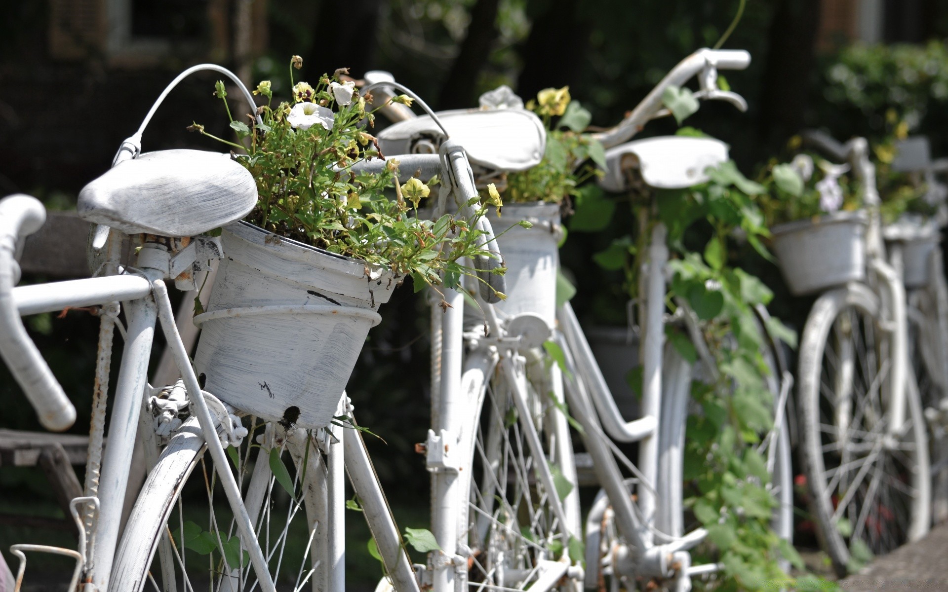 vintage ruedas jardín naturaleza bicicleta al aire libre flor lugar verano madera hierba flora hoja