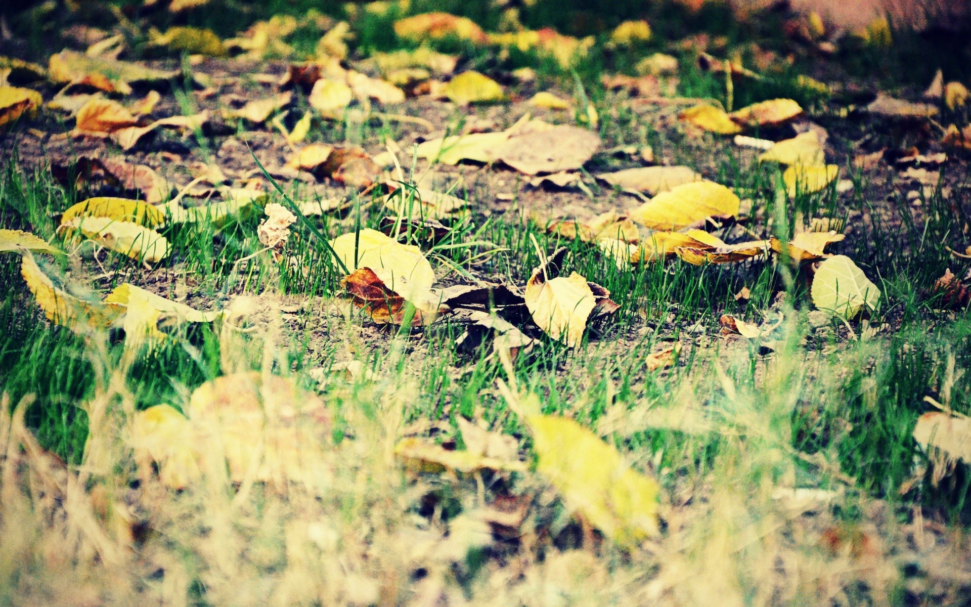 vintage doğa çimen açık havada flora renk sonbahar yaprak sezon ahşap masaüstü yaz güzel park vahşi ağaç çevre