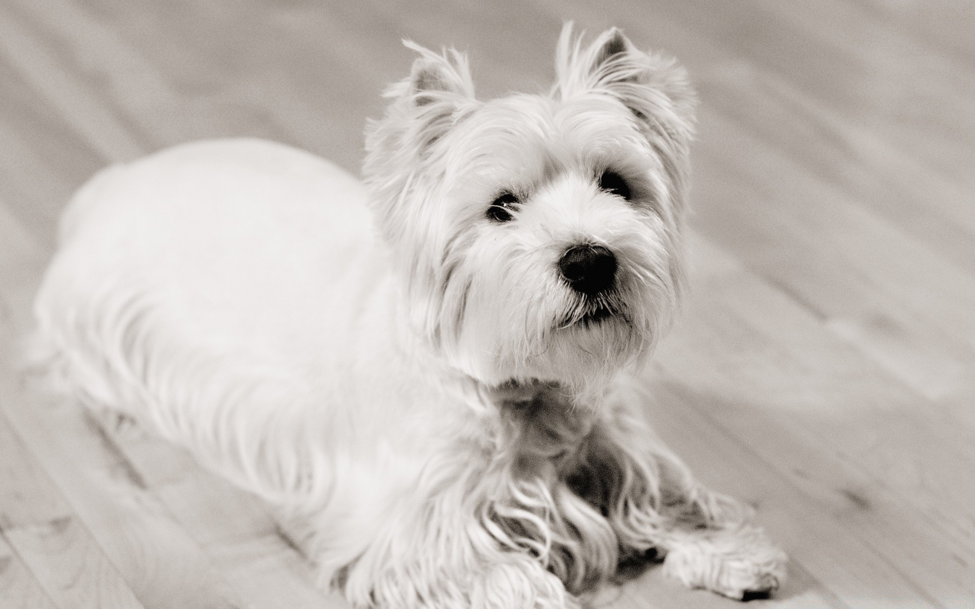 vintage cão animal fofa animal de estimação mamífero retrato doméstico cinegrafista pouco sentar pele filhote de cachorro para baixo