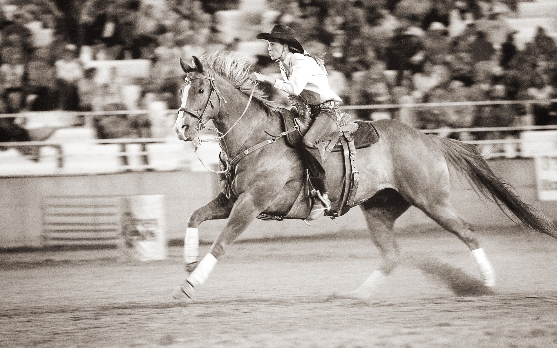 vintage horse competition cavalry action race motion fast group hurry many