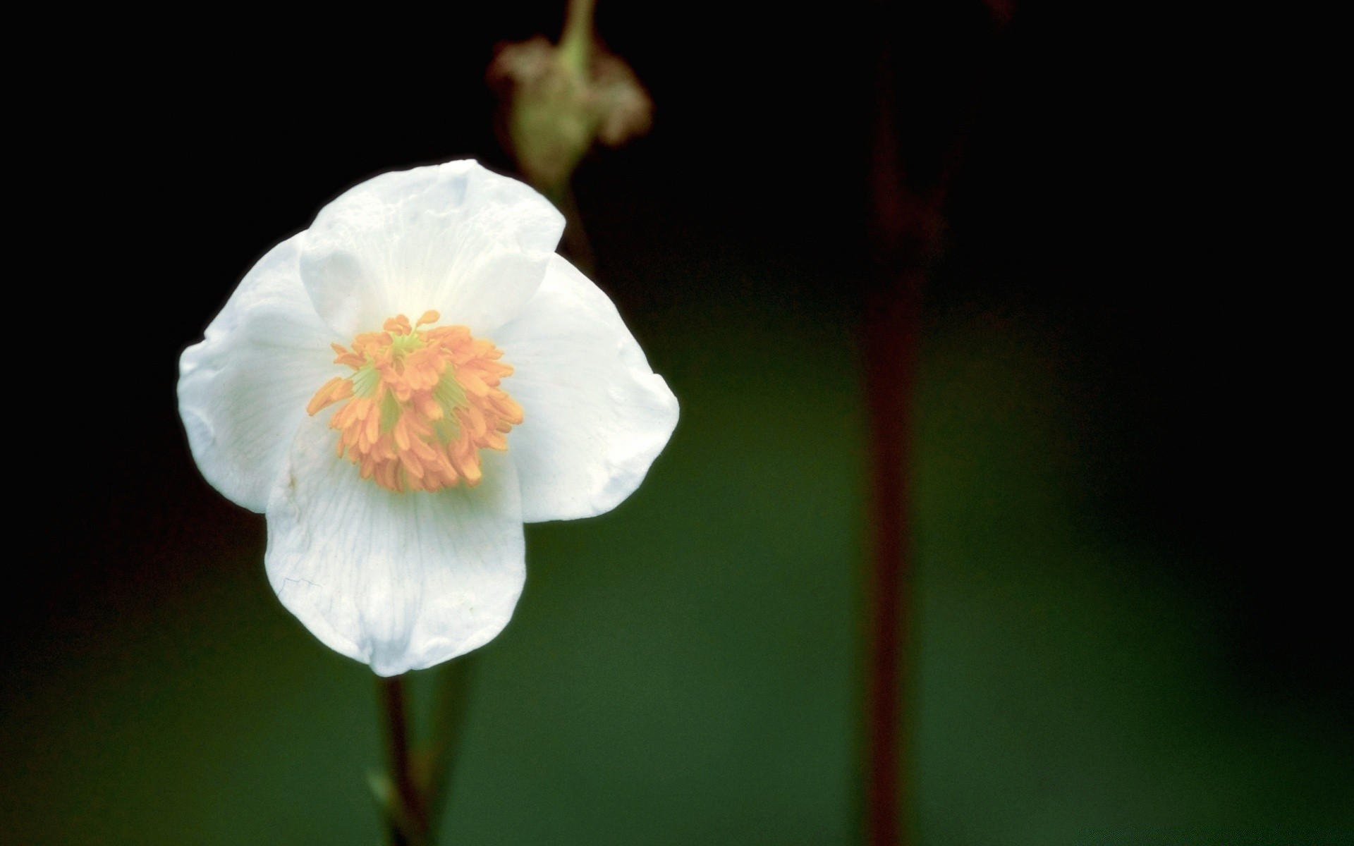 archiwalne kwiat natura flora rozmycie liść delikatny wzrost