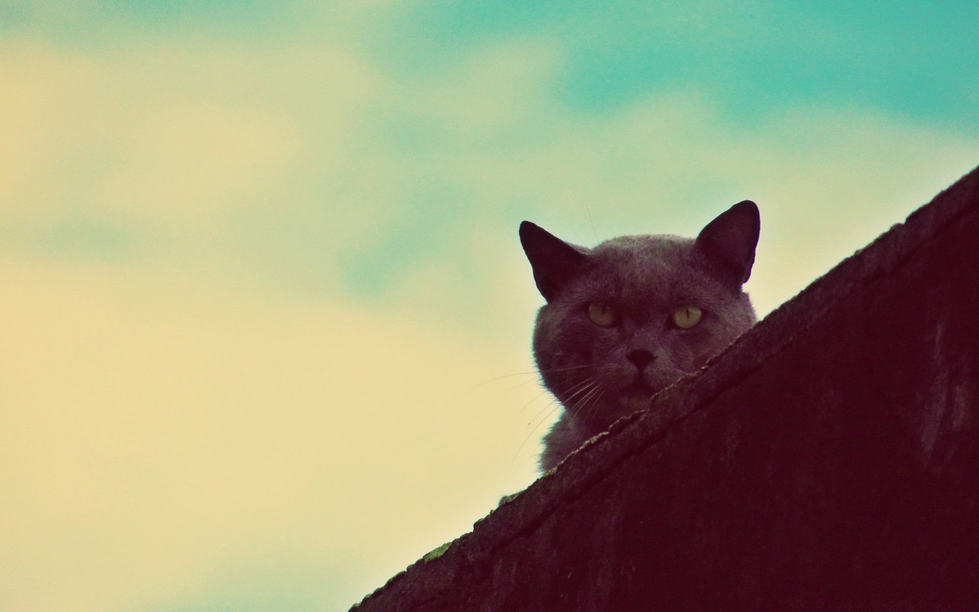 vintage mamífero gato animal sozinho retrato animal de estimação natureza ao ar livre olho vida selvagem