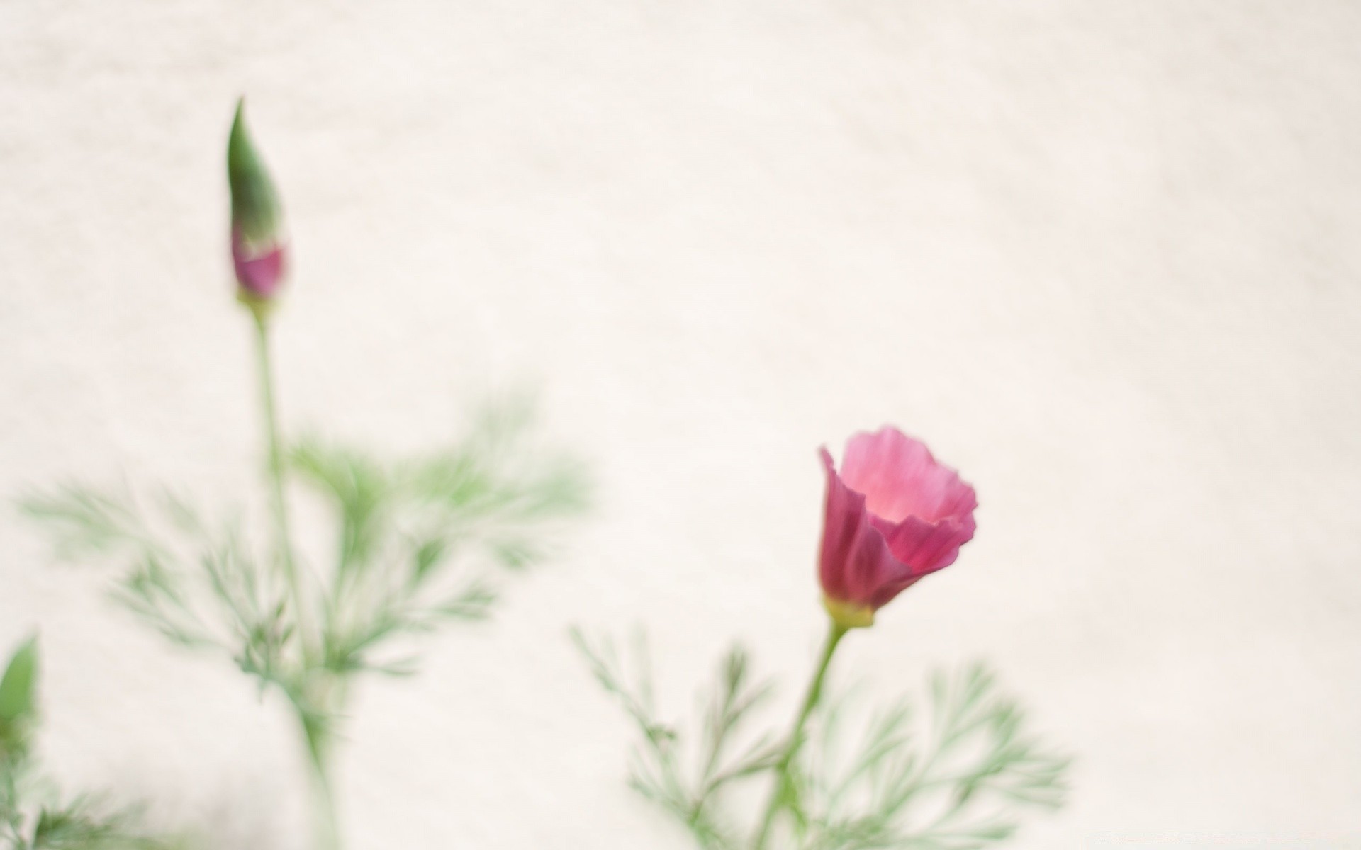 vintage çiçek doğa yaz yaprak flora çiçek parlak paskalya