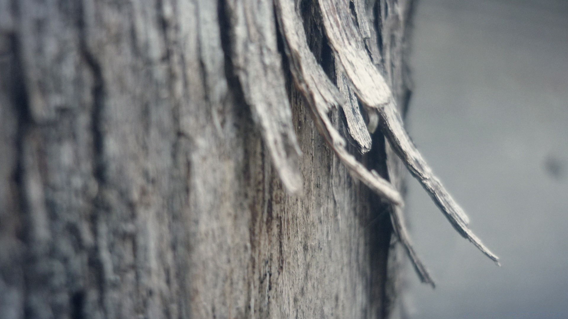 vintage abstract wood texture nature desktop old tree wall fabric design pattern close-up